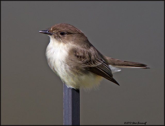 _2SB2125 eastern phoebe.jpg